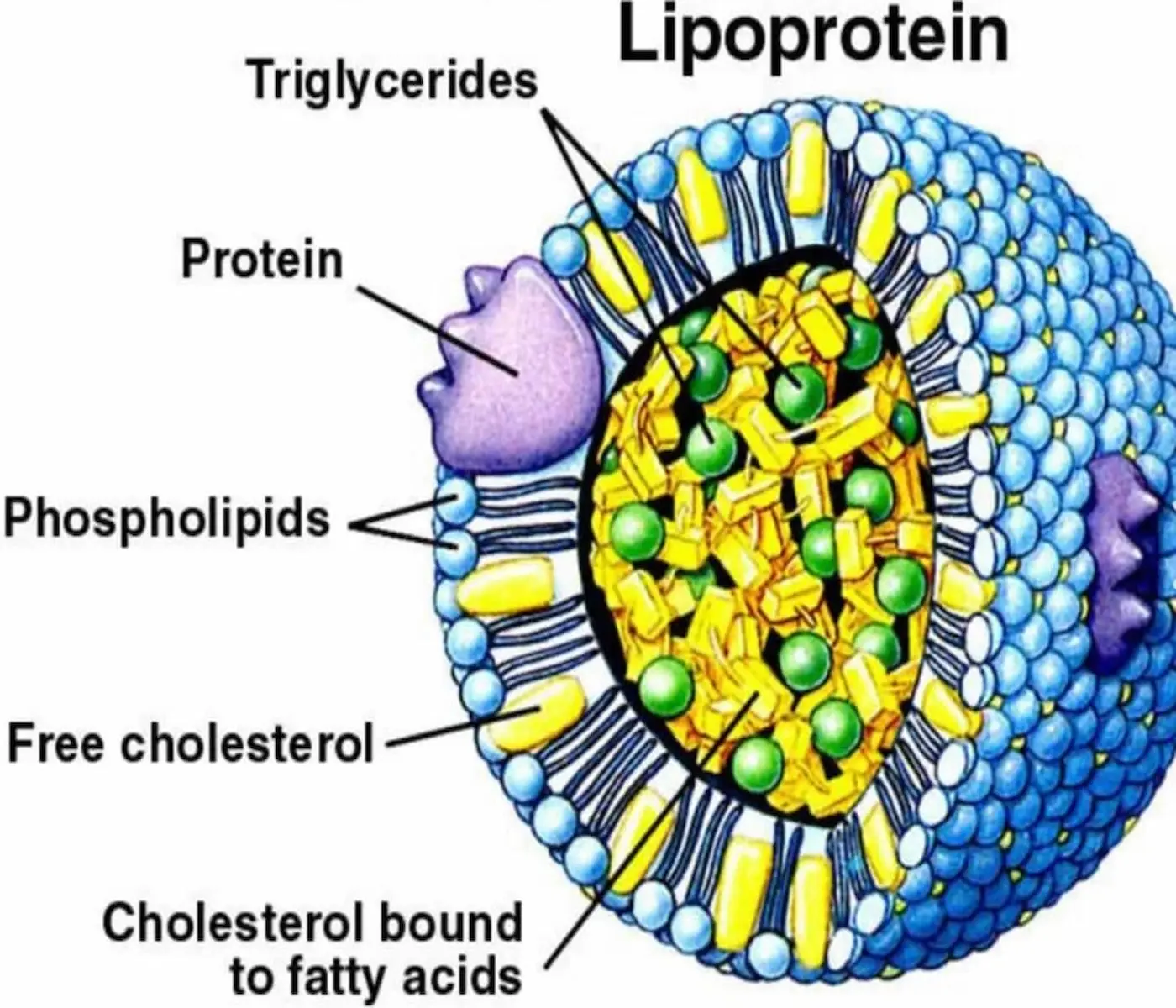 Lipoprotein(a) scientific diagram with labels